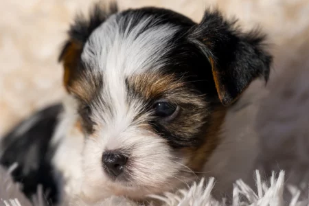 Biewer Terrier Puppies